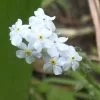 Future Forests More Myosotis Palustris Alba - White Water Forget-me-not 1 Future Forests More Myosotis Palustris Alba - White Water Forget-me-not