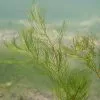 Future Forests Myriophyllum Verticillatum - (Oxygenator)