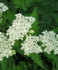 Future Forests Myrrhis Odorata