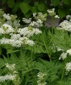 Future Forests Myrrhis Odorata