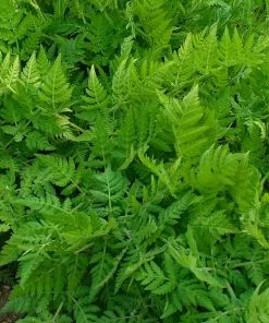 Future Forests Myrrhis Odorata