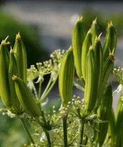 Future Forests Myrrhis Odorata