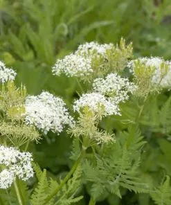 Future Forests Myrrhis Odorata