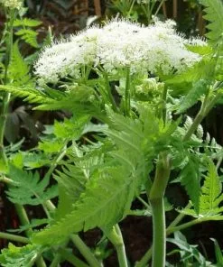 Future Forests Myrrhis Odorata