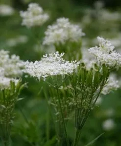 Future Forests Myrrhis Odorata