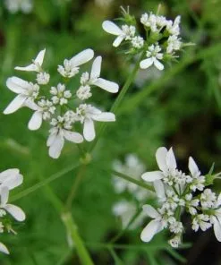 Future Forests Myrrhis Odorata