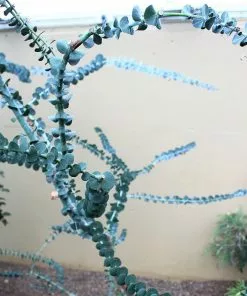 Future Forests Eucalyptus Gunnii Blue Ice