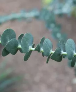 Future Forests Eucalyptus Gunnii Blue Ice