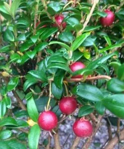 Future Forests Myrtus Ugni - Chilean Guava