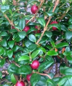 Future Forests Myrtus Ugni - Chilean Guava