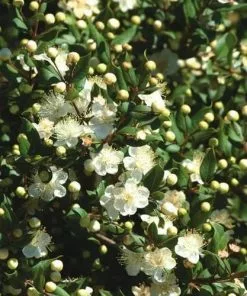 Future Forests Myrtus Communis Tarentina Shrubs
