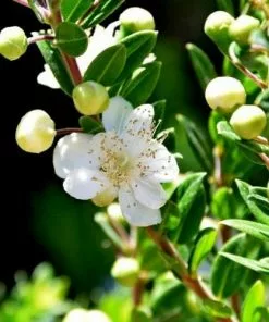 Future Forests Myrtus Communis Tarentina Shrubs