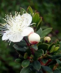 Future Forests Myrtus Communis Tarentina Shrubs