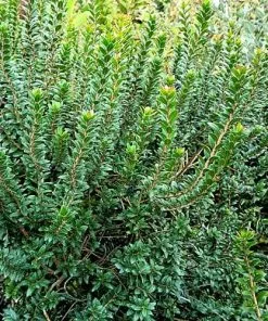 Future Forests Myrtus Communis Tarentina Shrubs