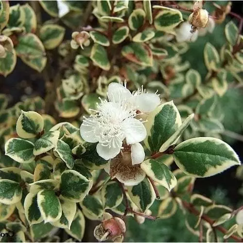 Future Forests Luma Apiculata Glanleam Gold 3 Future Forests Luma Apiculata Glanleam Gold