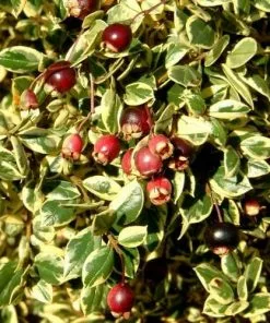 Future Forests Luma Apiculata Glanleam Gold 7 Future Forests Luma Apiculata Glanleam Gold