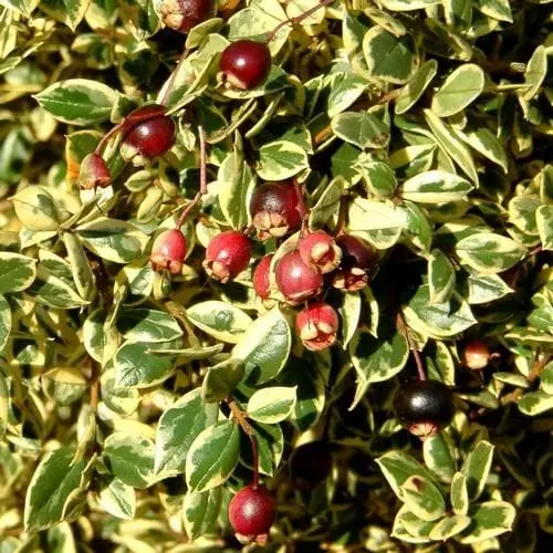 Future Forests Luma Apiculata Glanleam Gold 5 Future Forests Luma Apiculata Glanleam Gold