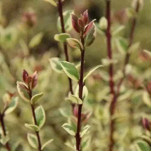 Future Forests Luma Apiculata Glanleam Gold 4 Future Forests Luma Apiculata Glanleam Gold