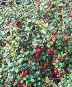 Future Forests Fruit Myrtus Ugni Red Devil 13 Future Forests Fruit Myrtus Ugni Red Devil