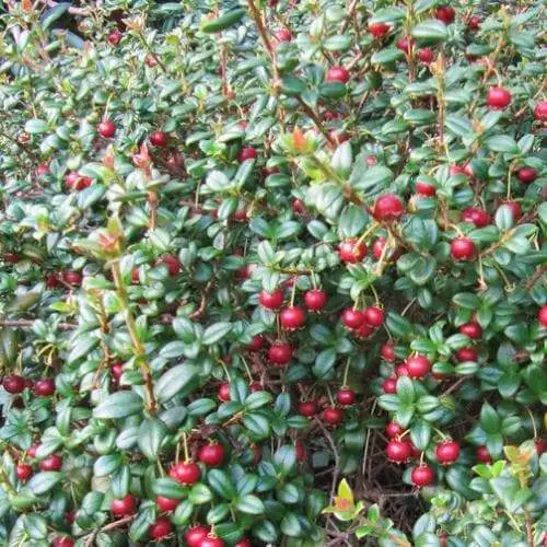 Future Forests Fruit Myrtus Ugni Red Devil 7 Future Forests Fruit Myrtus Ugni Red Devil