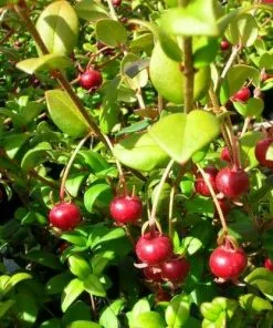 Future Forests Fruit Myrtus Ugni Red Devil
