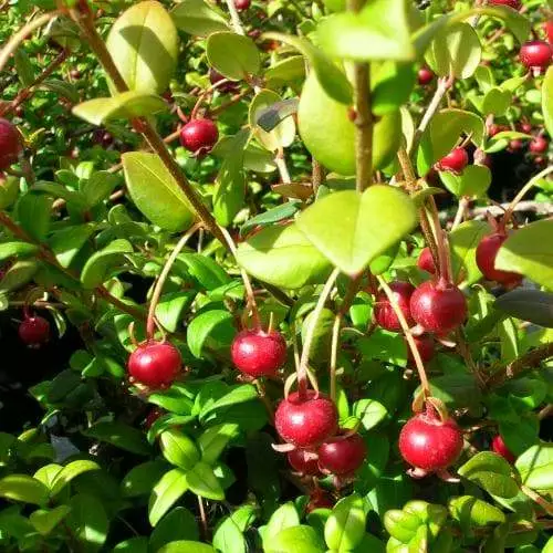 Future Forests Fruit Myrtus Ugni Red Devil 4 Future Forests Fruit Myrtus Ugni Red Devil