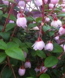 Future Forests Myrtus Ugni Ka-pow Fruit