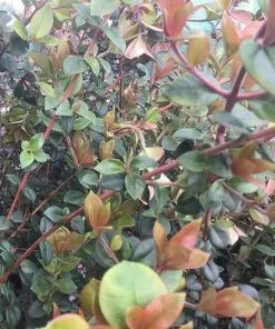 Future Forests Fruit Myrtus Ugni Red Devil 15 Future Forests Fruit Myrtus Ugni Red Devil