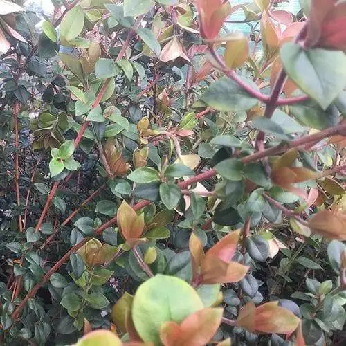 Future Forests Fruit Myrtus Ugni Red Devil 9 Future Forests Fruit Myrtus Ugni Red Devil