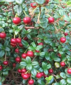 Future Forests Fruit Myrtus Ugni Red Devil
