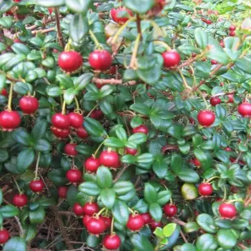 Future Forests Fruit Myrtus Ugni Red Devil 3 Future Forests Fruit Myrtus Ugni Red Devil