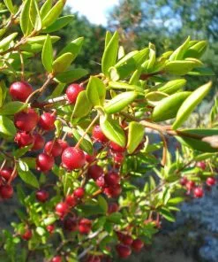 Future Forests Fruit Myrtus Ugni Red Devil 11 Future Forests Fruit Myrtus Ugni Red Devil