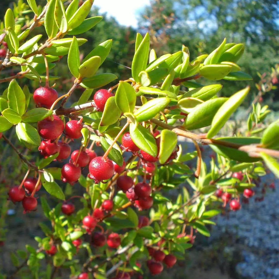 Future Forests Fruit Myrtus Ugni Red Devil 5 Future Forests Fruit Myrtus Ugni Red Devil