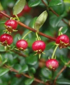 Future Forests Fruit Myrtus Ugni Red Devil 12 Future Forests Fruit Myrtus Ugni Red Devil