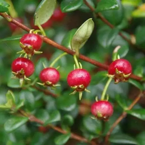 Future Forests Fruit Myrtus Ugni Red Devil 6 Future Forests Fruit Myrtus Ugni Red Devil