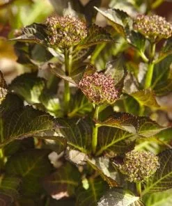 Future Forests Shrubs Hydrangea Macrophylla Red Angel Purple