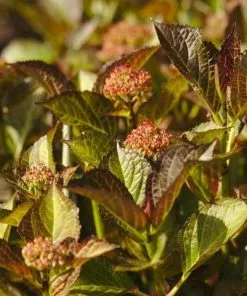 Future Forests Hydrangea Macrophylla Red Angel