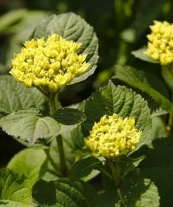 Future Forests Hydrangea Macrophylla Candy Heart Blue Shrubs