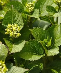 Future Forests Hydrangea Macrophylla Vanilla Sky Shrubs