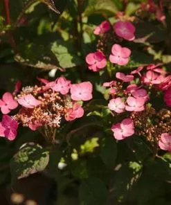 Future Forests Hydrangea Serrata Mount Aso Shrubs
