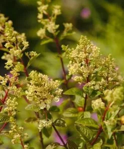 Future Forests Shrubs Hydrangea Paniculata Sundae Fraise
