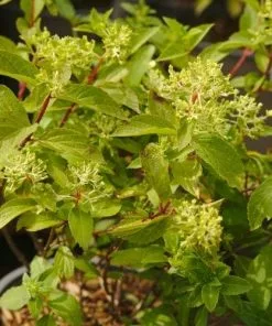 Future Forests Hydrangea Paniculata Magical Andes