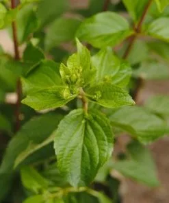 Future Forests Hydrangea Paniculata Silver Dollar