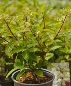 Future Forests Hydrangea Paniculata Wim's Red