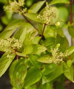Future Forests Hydrangea Paniculata Wim's Red