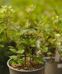 Future Forests Hydrangea Paniculata Early Sensation