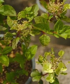 Future Forests Hydrangea Paniculata Early Sensation
