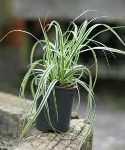 Future Forests Carex Oshimensis Everest 5 Future Forests Carex Oshimensis Everest