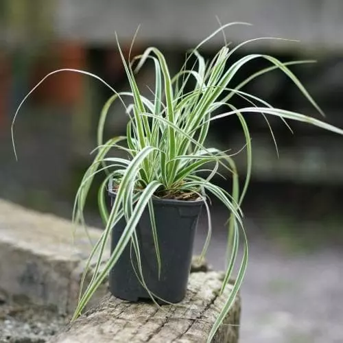 Future Forests Carex Oshimensis Everest 4 Future Forests Carex Oshimensis Everest