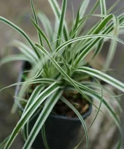 Future Forests Carex Oshimensis Everest